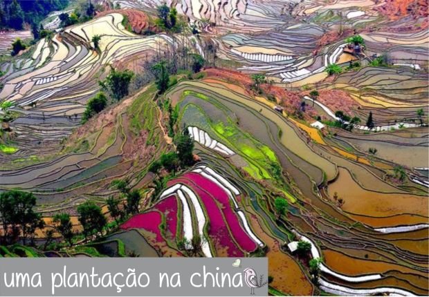 gcom_fotografia_visao_passaro_08