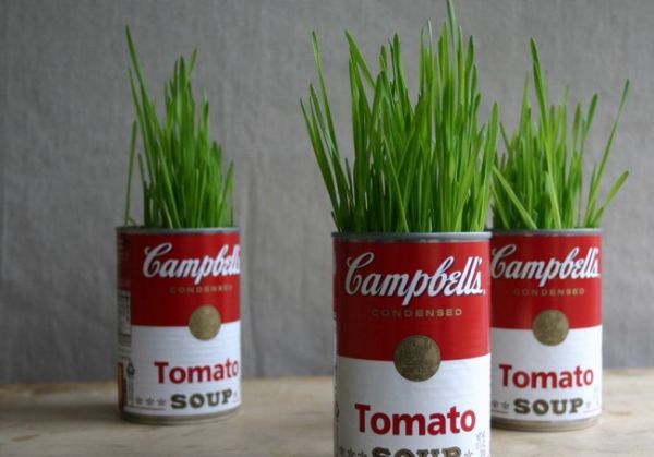 Plantas_em_vasos_diferentes_2